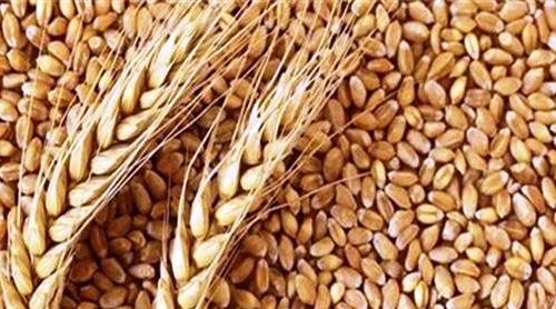 روسيا ترسل قمحاً الى العراق على "سبيل الاختبار"