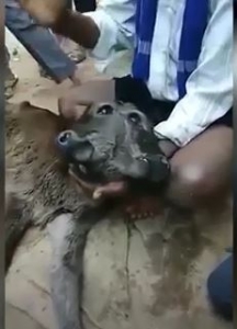 الهنود يعبدون عجلا برأسين الأول يأكل والثاني يشرب